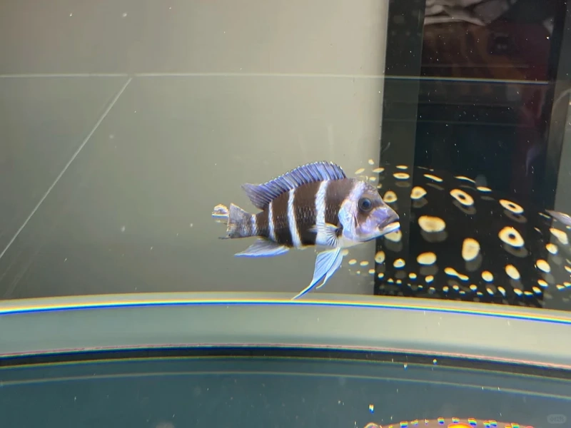 Tìm hiểu cá đầu bò sống tầng đáy trong bể