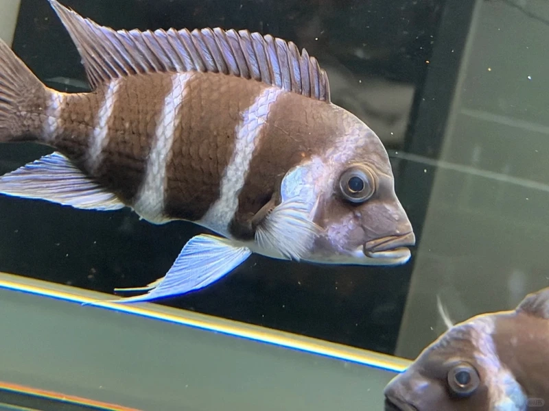 Gợi ý cá đầu bò mini cho bể nhỏ