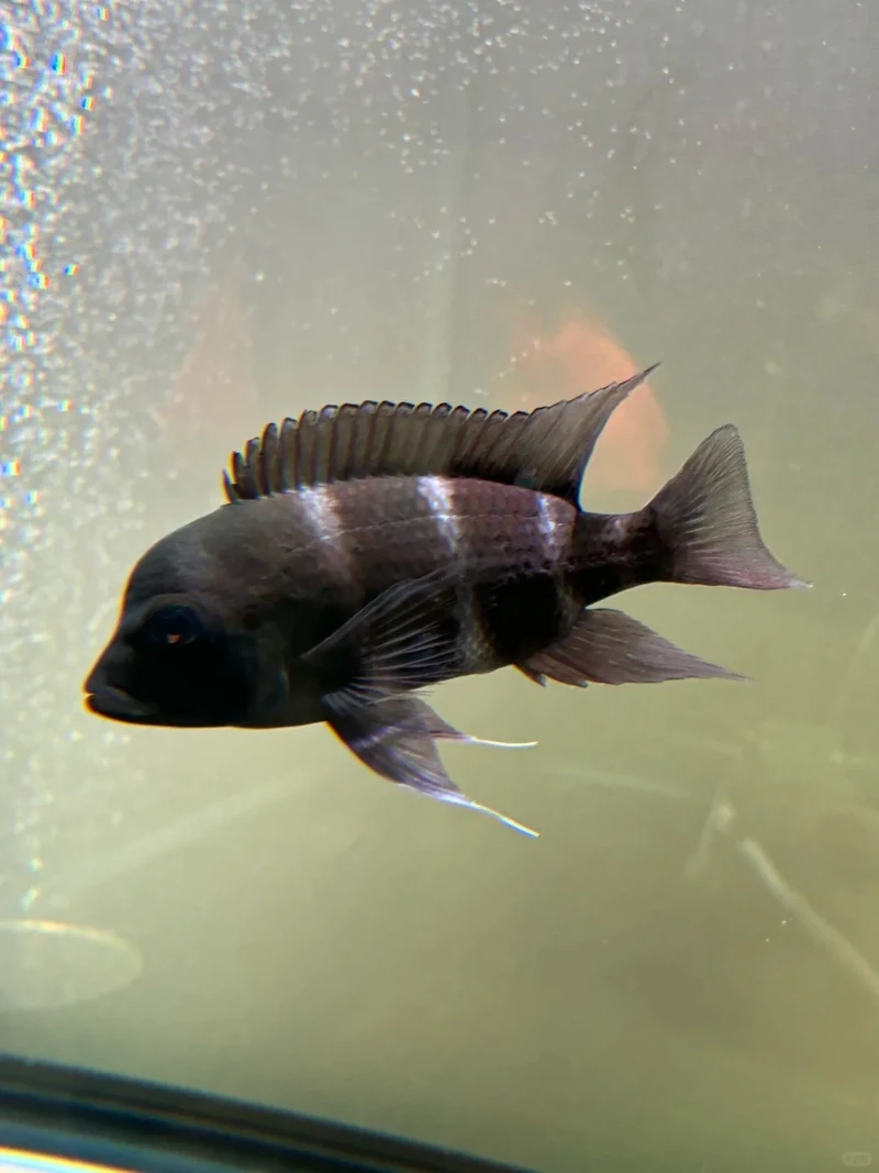 Top mẫu cá đầu bò độc lạ được săn tìm