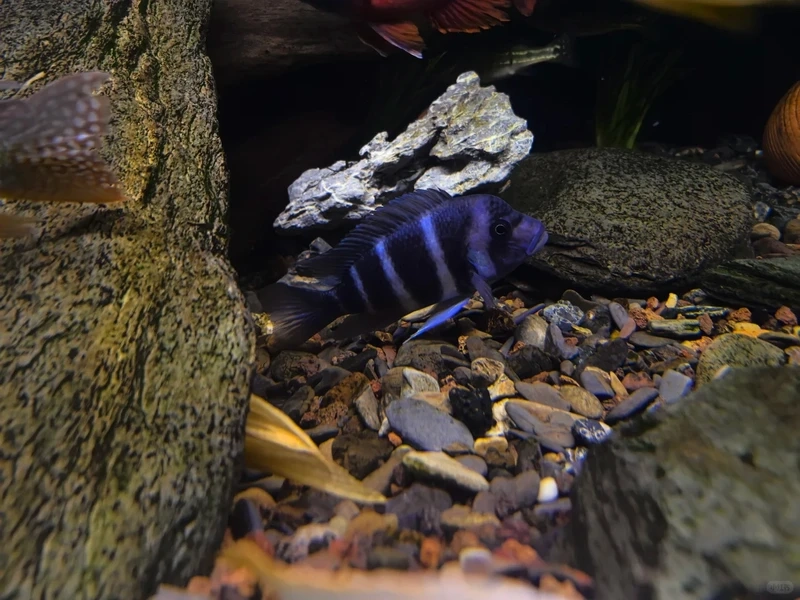 Ngắm cá đầu bò cảnh trong layout suối đá