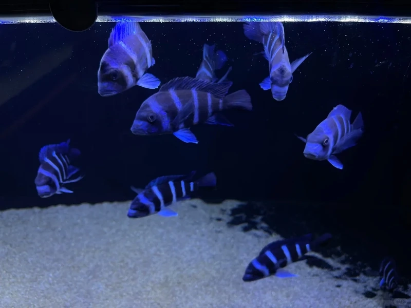 Ngắm trọn bộ cá đầu bò độc lạ siêu ấn tượng