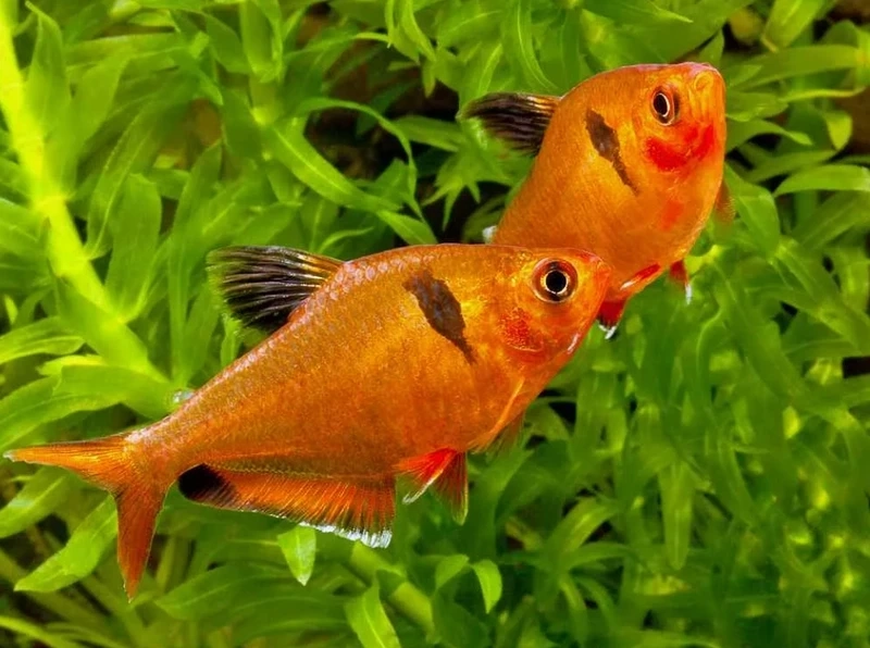 Mẫu cá hồng nhung size nhỏ phù hợp hồ mini