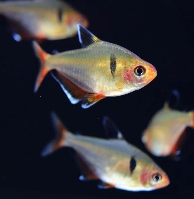 Giải đáp nhanh cá hồng nhung ăn gì để lên màu đẹp