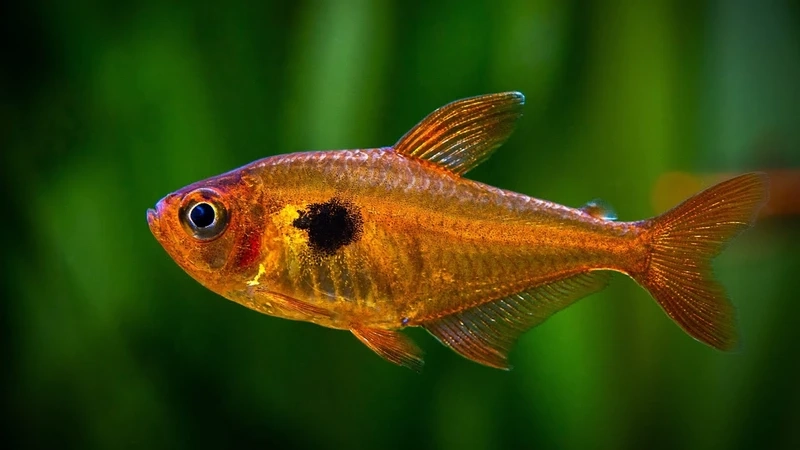 Top mẫu cá hồng nhung màu nổi hút mọi ánh nhìn