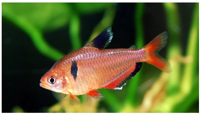 Mẹo cá hồng nhung chăm sóc cho người mới chơi