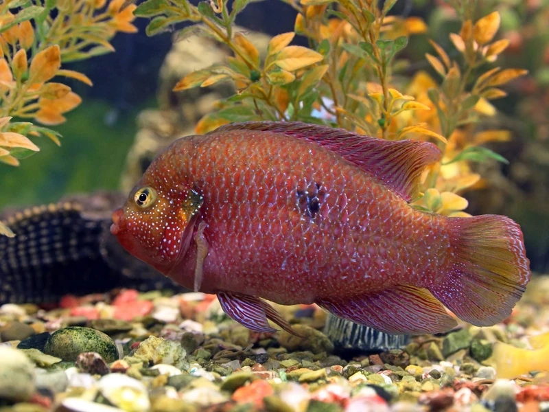 Ngắm cá kim cương đỏ ánh kim lấp lánh trong bể