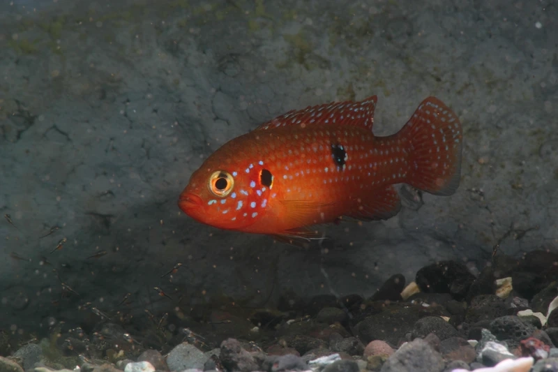 Top layout với cá kim cương đỏ cho hồ thủy sinh