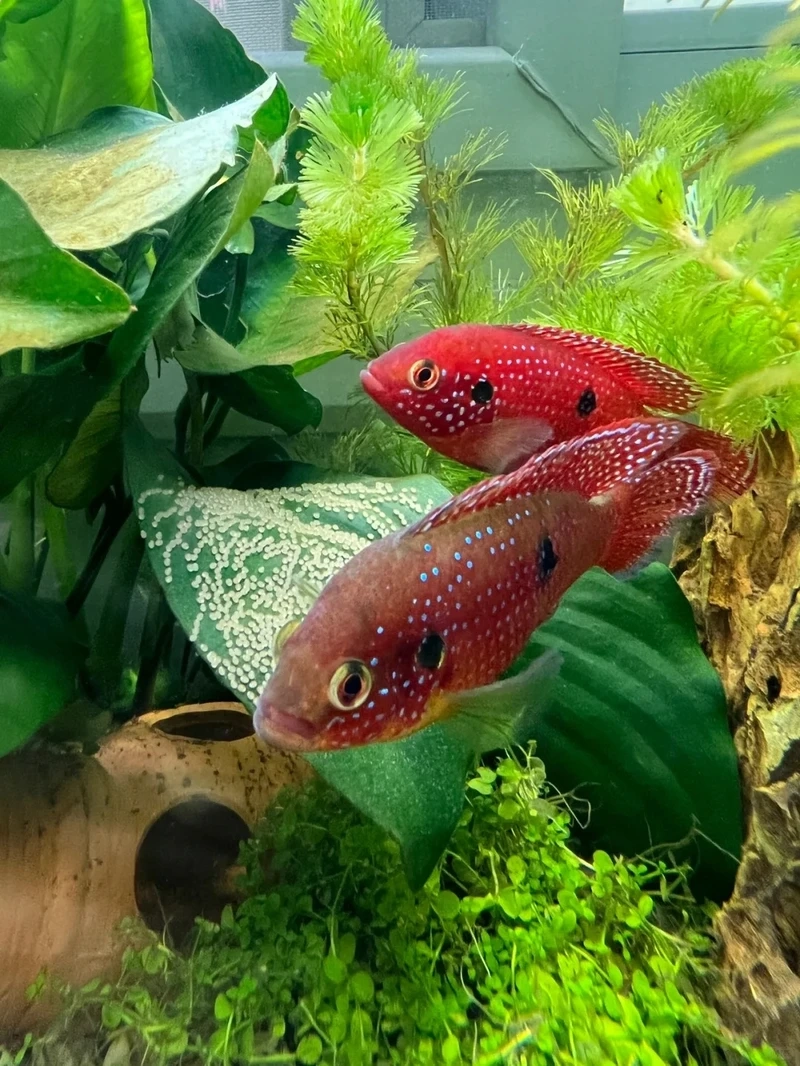 Gợi ý cá kim cương đỏ mini cho bể nhỏ