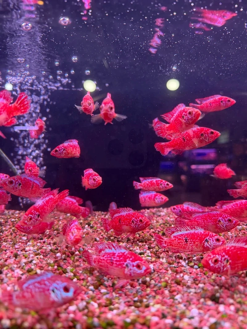 Gợi ý nhanh với cá kim cương đỏ mini cho bàn làm việc