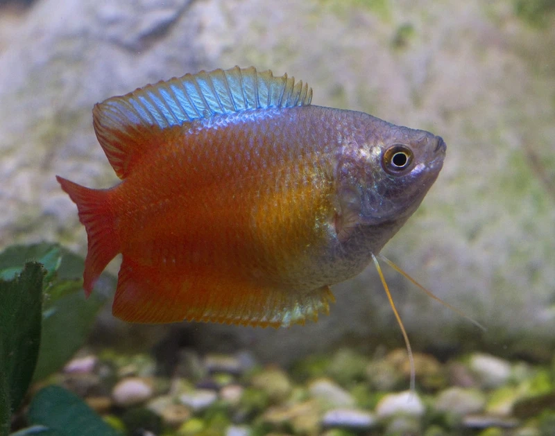 Ngắm cá sặc gấm đẹp nổi bật trong bể thủy sinh