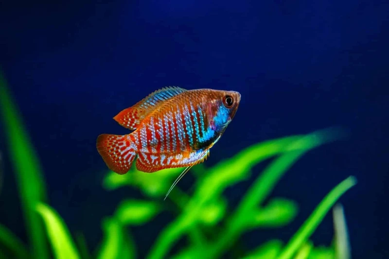 Top layout với cá sặc gấm thủy sinh cực hút mắt
