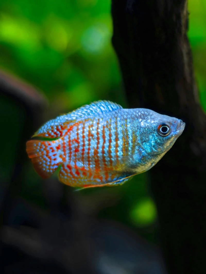 Tổng hợp mẫu cá sặc gấm cảnh được ưa chuộng