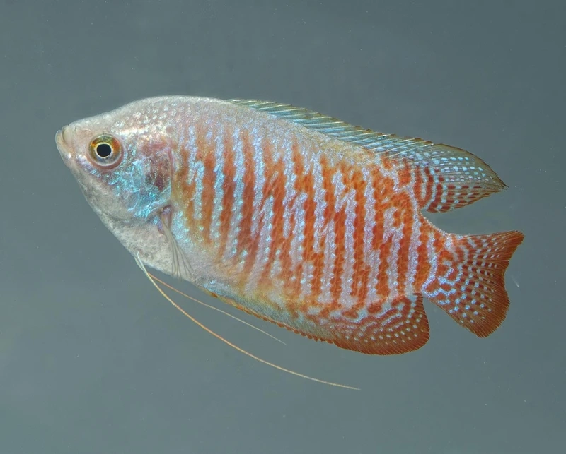 Gợi ý nuôi cá sặc gấm size nhỏ cho hồ mini