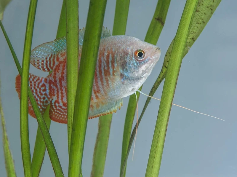 Kinh nghiệm cá sặc gấm nuôi chung trong bể cộng đồng