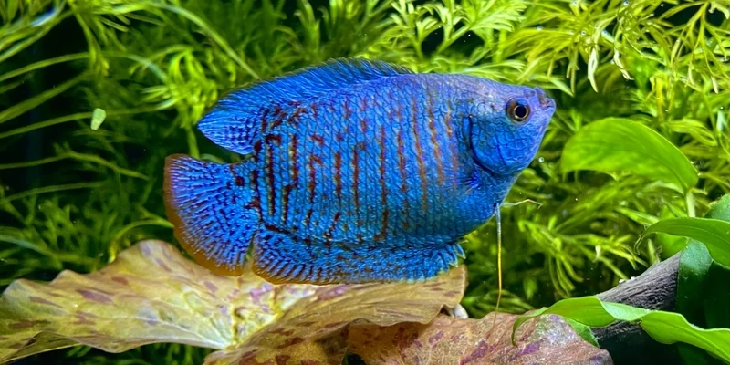 Cách phân biệt cá sặc gấm trống mái đơn giản