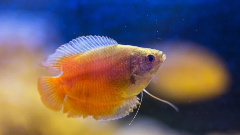 Nổi bật với cá sặc gấm ánh kim trong bể xanh