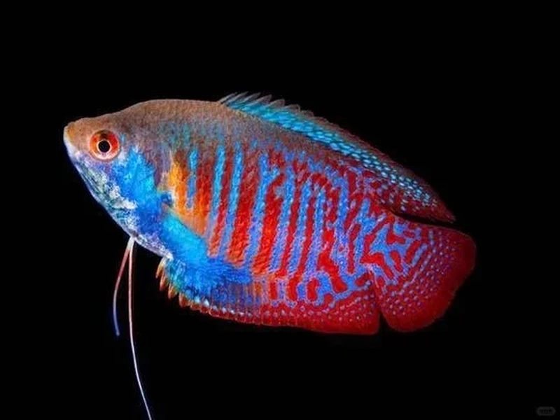 Mẹo cá sặc gấm chăm sóc luôn khỏe mạnh