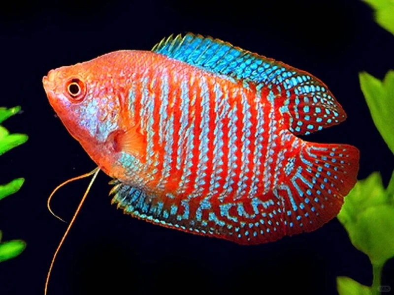 Top khoảnh khắc cá sặc gấm nổi bật trong bể