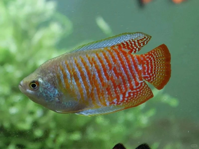 Tổng hợp cá sặc gấm bể đẹp đáng tham khảo