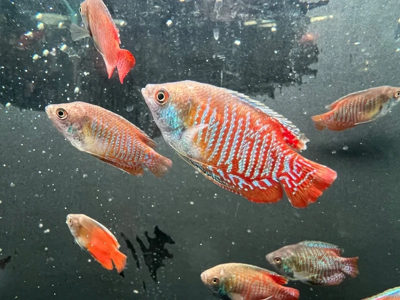 Ngắm trọn bộ cá sặc gấm đẹp siêu ấn tượng