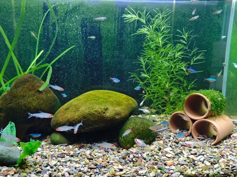 Top layout với cá sóc đầu đỏ bể thủy sinh cực hút mắt