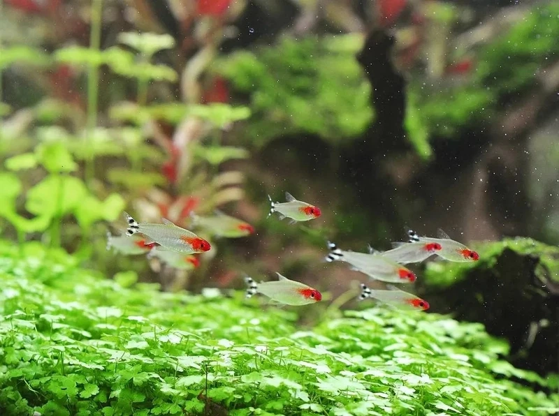 Ảnh đẹp cá sóc đầu đỏ phong cảnh trong bể xanh