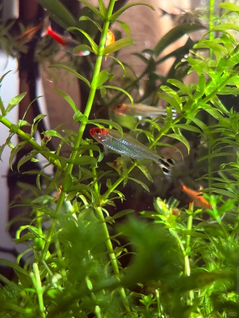 Review nhanh cá sóc đầu đỏ hiền cho bể cộng đồng