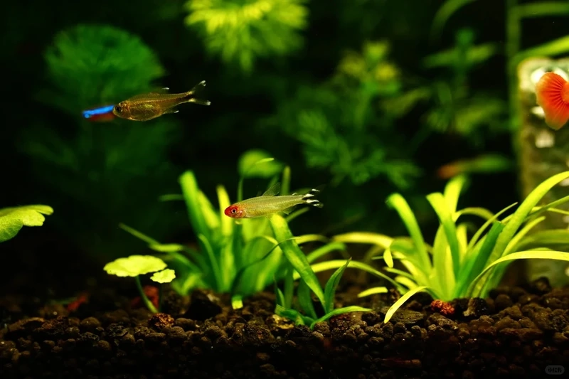 Kinh nghiệm cá sóc đầu đỏ nuôi đàn lên màu đẹp