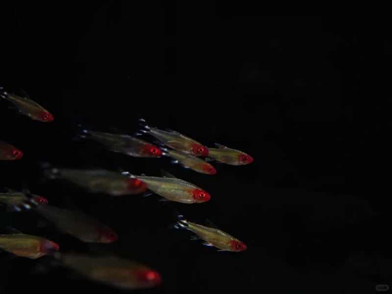 Mẹo cá sóc đầu đỏ chăm sóc cho người mới