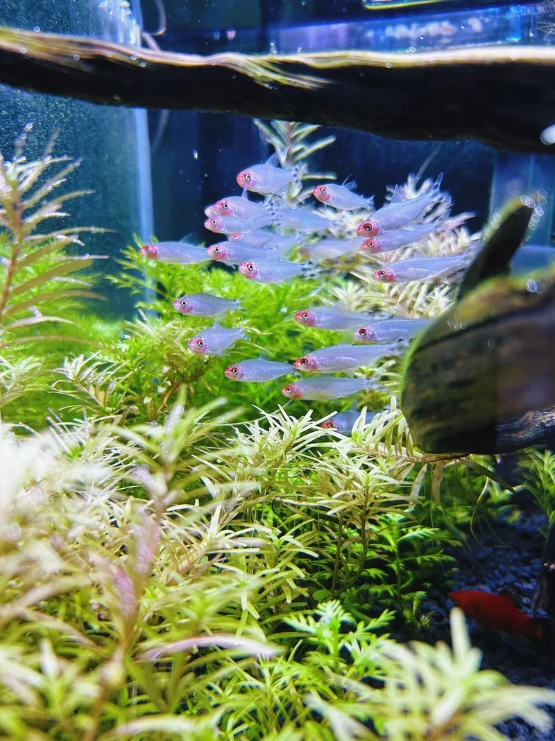 Bộ ảnh cá sóc đầu đỏ lookbook cực cuốn hút