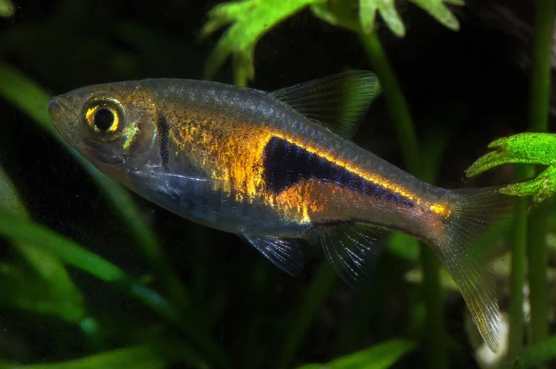 Tìm hiểu cá tam giác vàng nước ngọt cho người mới