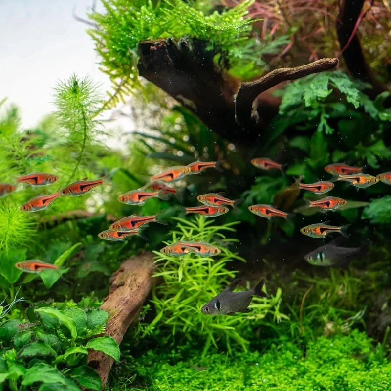 Khoảnh khắc cá tam giác vàng đàn lớn bơi đồng bộ