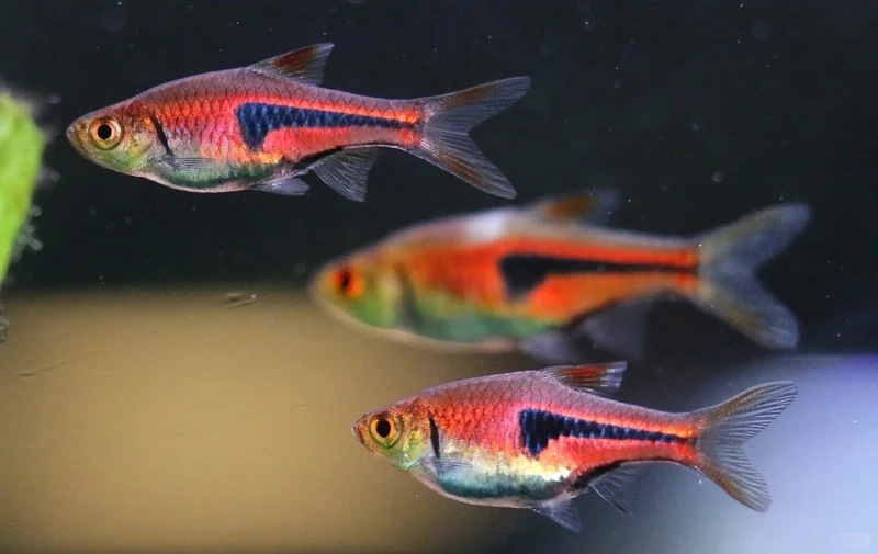 Kinh nghiệm nuôi cá tam giác vàng cộng đồng an toàn