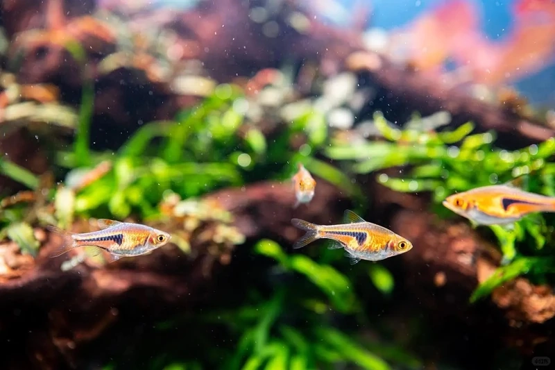 Tổng hợp cá tam giác vàng bể đẹp được yêu thích