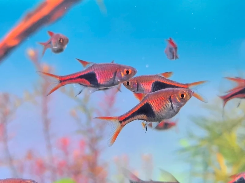 Top ảnh cá tam giác vàng cho hồ thủy sinh xanh mát