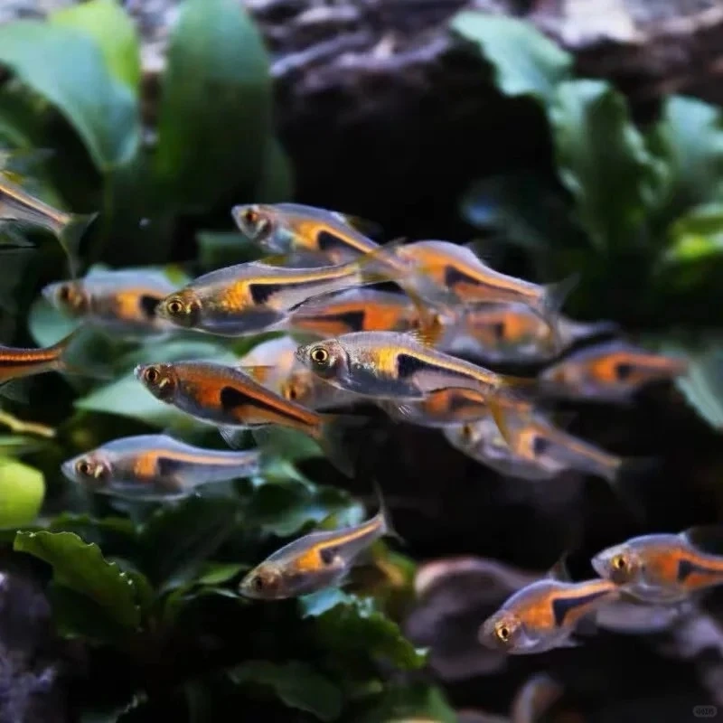 Ngắm trọn bộ cá tam giác vàng bể đẹp hot nhất