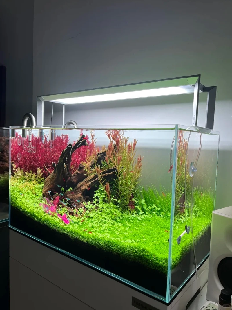 Gợi ý decor bể thủy sinh tự nhiên chuẩn phong cảnh