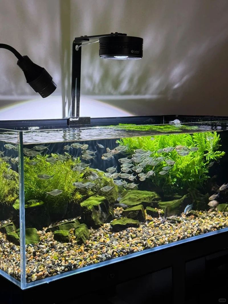 Hướng dẫn decor bể thủy sinh phong cách iwagumi tối giản