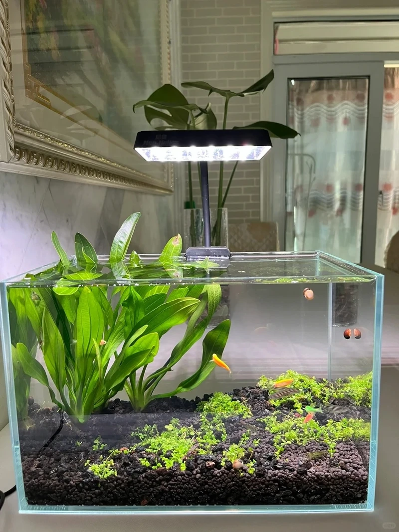 Người mới thử ngay decor bể thủy sinh đơn giản