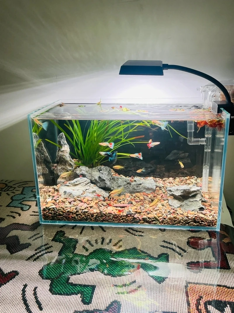 Bộ sưu tập decor bể thủy sinh nano siêu xinh