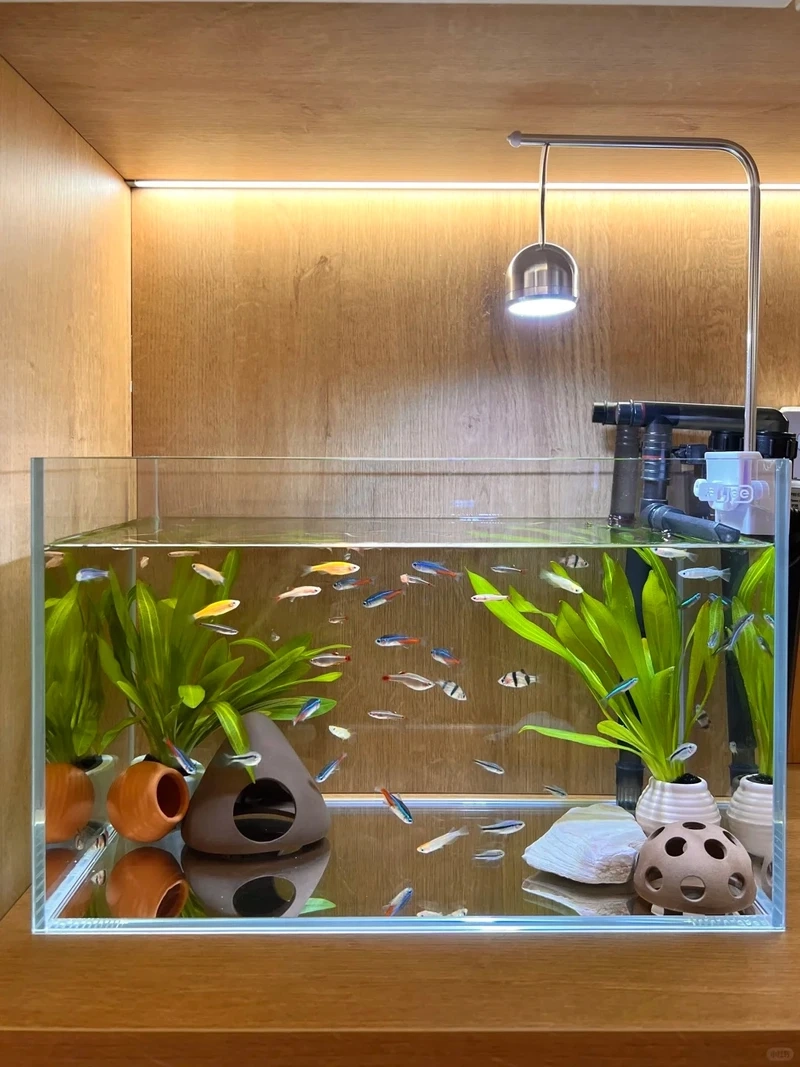 Trải nghiệm hồ cá thủy sinh nhỏ low tech ít công chăm sóc