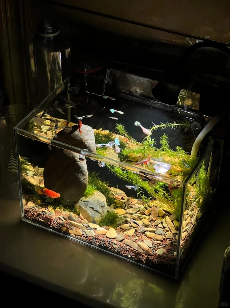 Top mẫu hồ cá thủy sinh nhỏ nuôi cá đẹp và dễ nuôi