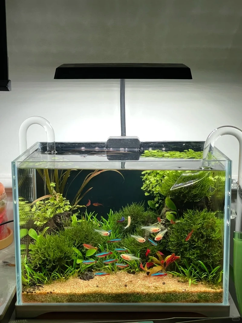 Bộ sưu tập hồ cá thủy sinh nhỏ phong cảnh siêu nghệ thuật