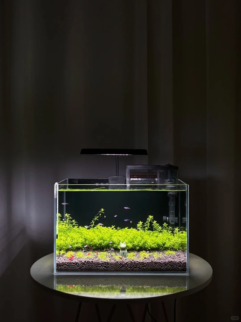 Chọn ngay hồ cá thủy sinh nhỏ gọn cho không gian hẹp