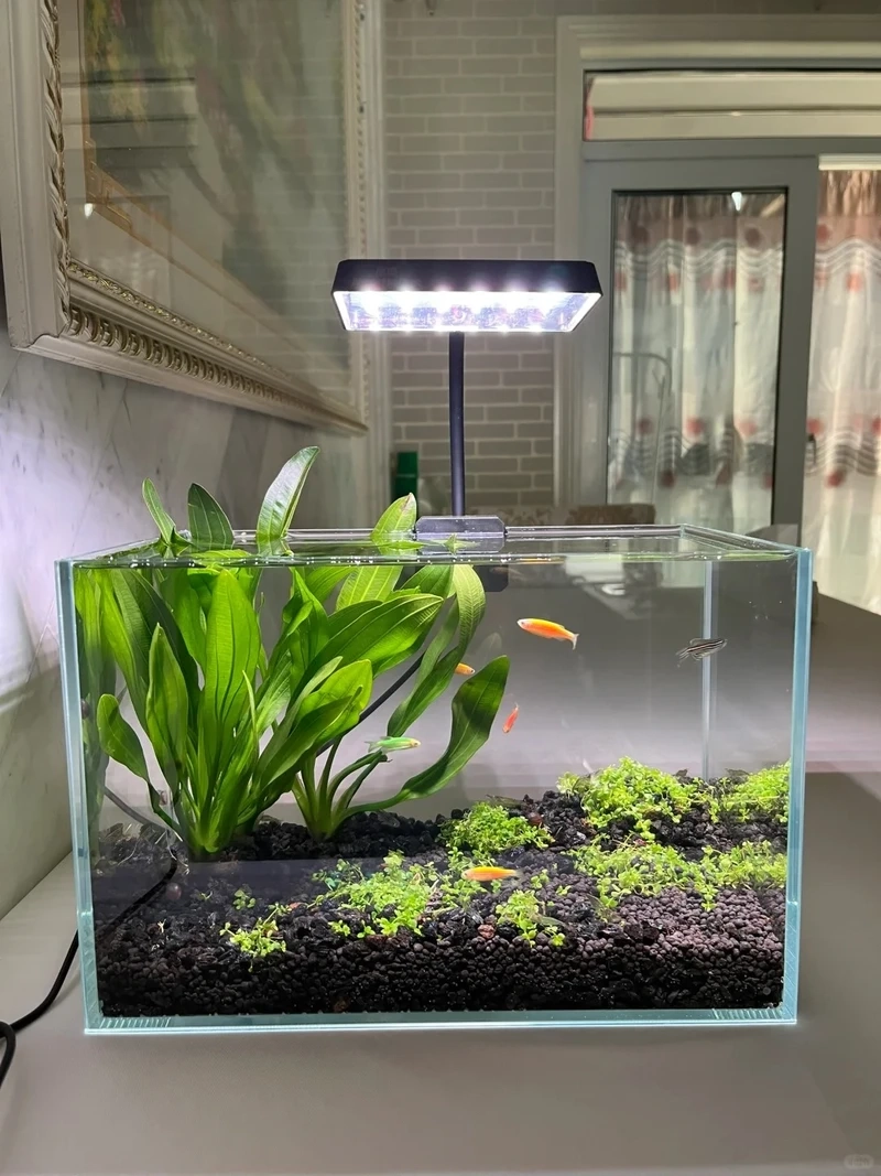 Mẫu hồ cá thủy sinh nhỏ tiết kiệm chi phí mà vẫn đẹp