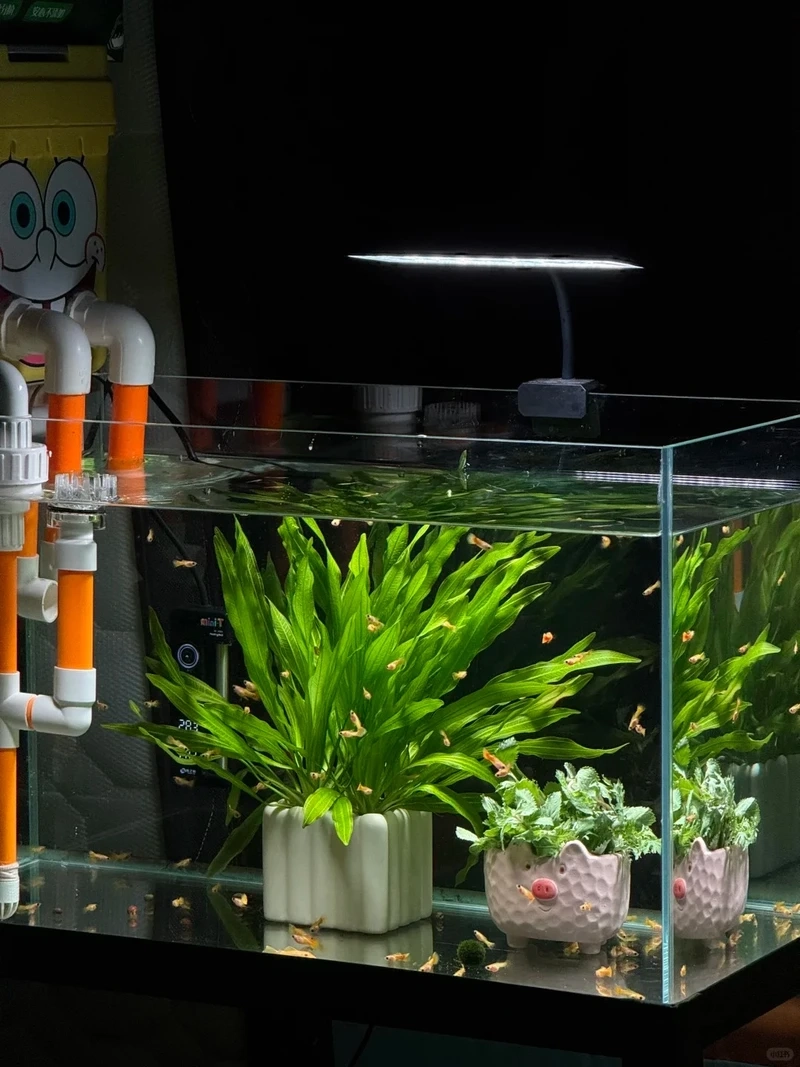 Ý tưởng hồ cá thủy sinh nhỏ trang trí cực hút mắt