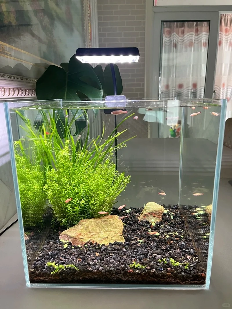 Decor bàn làm việc với hồ cá thủy sinh nhỏ văn phòng