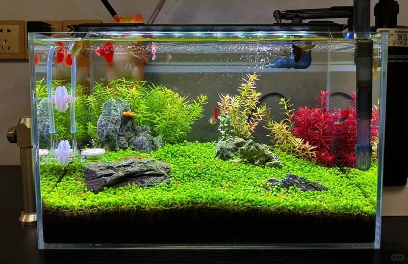 Trọn bộ mẫu hồ cá thủy sinh nhỏ nano được săn tìm