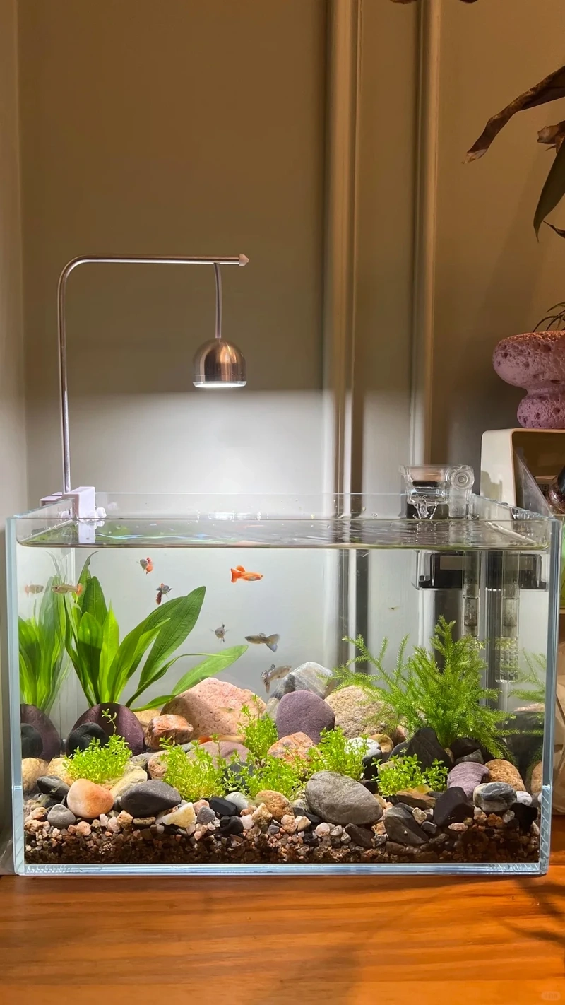 Bộ ảnh hồ thủy sinh đá cuội phong cảnh cực chill và sống động