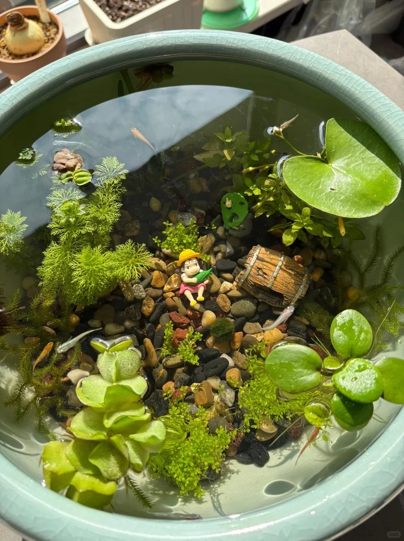 Thiết kế hồ thủy sinh đá cuội suối đá mang cảm giác hoang sơ